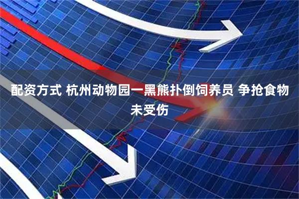 配资方式 杭州动物园一黑熊扑倒饲养员 争抢食物未受伤
